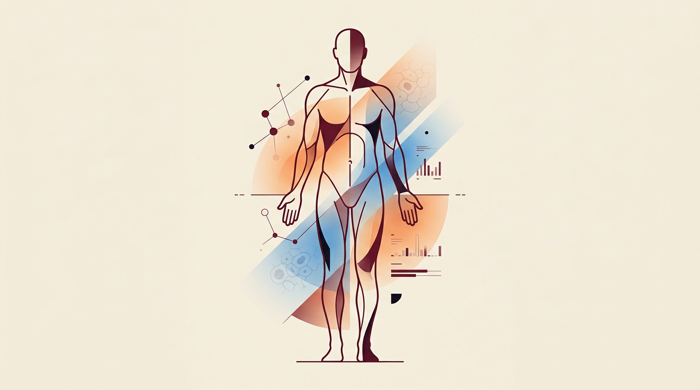 An abstract editorial illustration depicting a minimalist anatomical silhouette with color gradients, representing body composition and physical assessment.